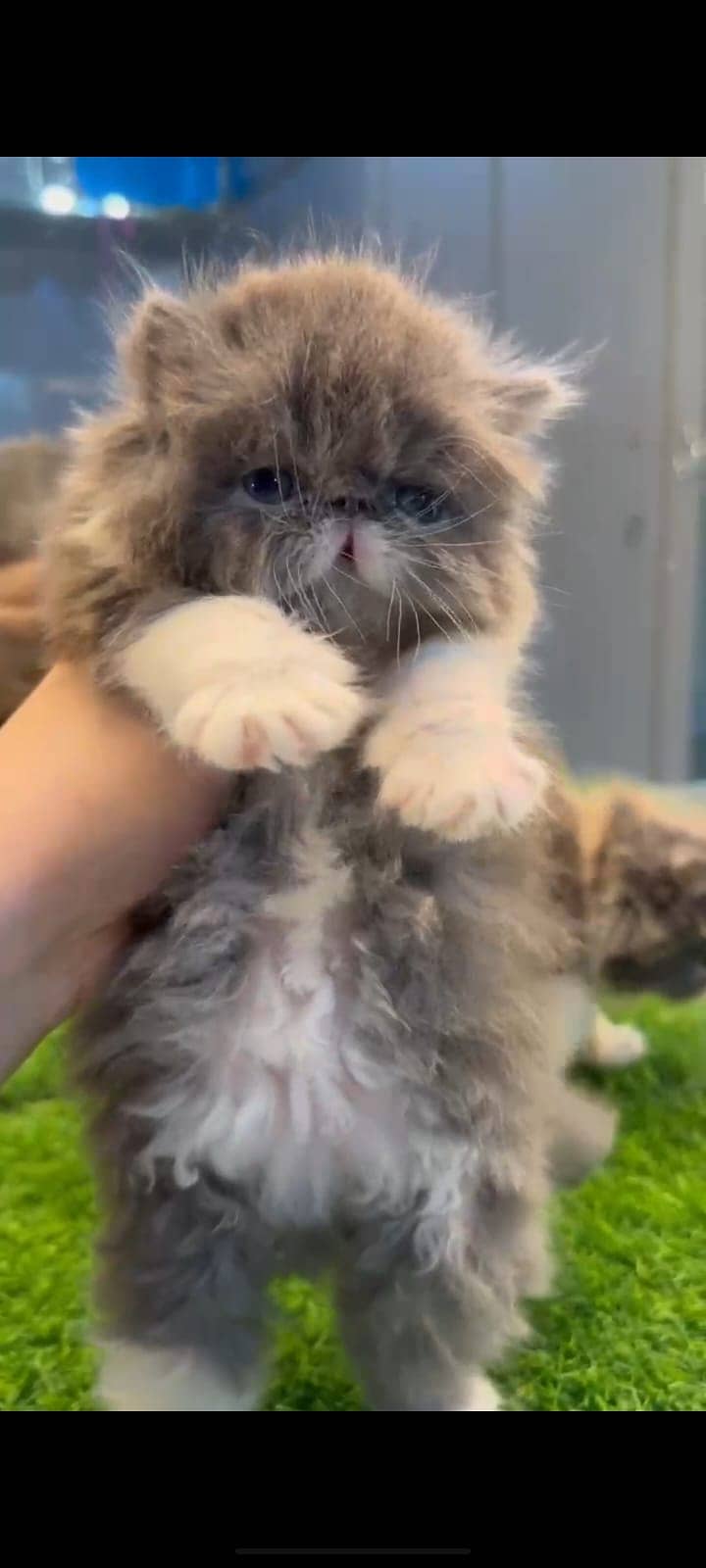 high quality kitten|Punch face Kittens|persian cat|cute|tripple|fluff 10