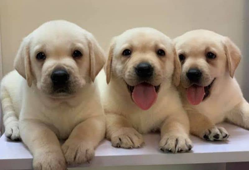 Labrador puppies 03365993385 0