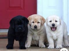 Labrador puppies 03365993385