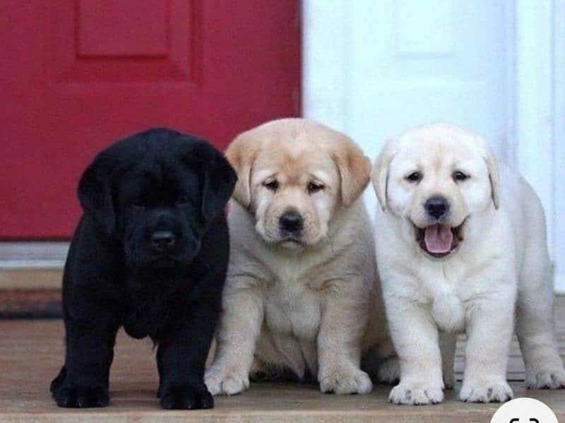 Labrador puppies 03365993385 0