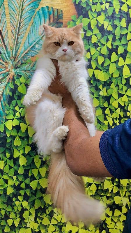 Persian Punch face triple coat cat Kitten 6