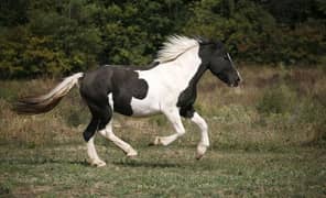 black and white small horse