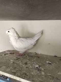 Sherazi Male Brown and English female white Breader pair