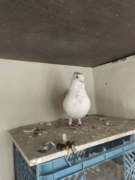 Sherazi Male Brown and English female white Breader pair 1