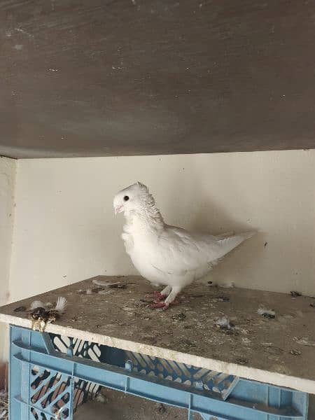 Sherazi Male Brown and English female white Breader pair 2