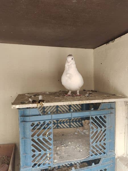 Sherazi Male Brown and English female white Breader pair 3