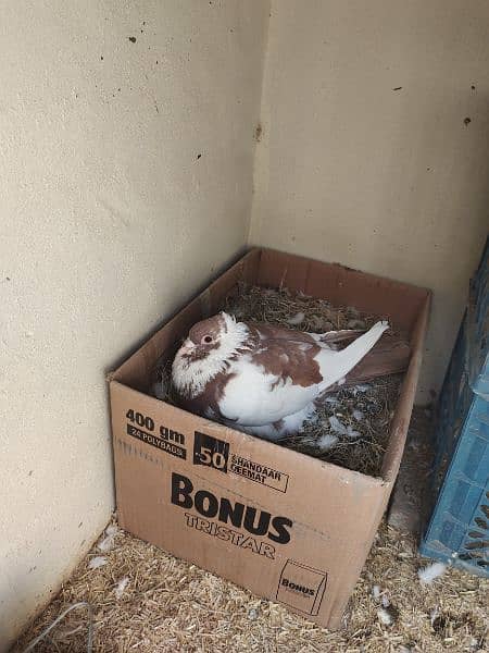 Sherazi Male Brown and English female white Breader pair 4