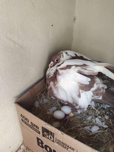 Sherazi Male Brown and English female white Breader pair 5