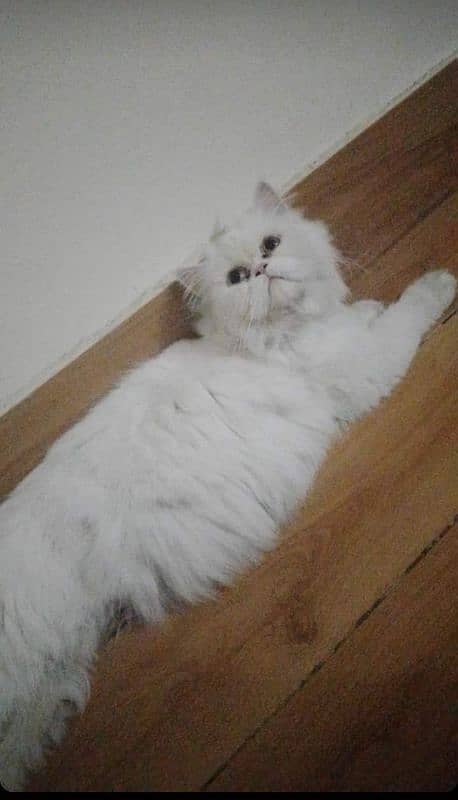 white adult Persian cat 1