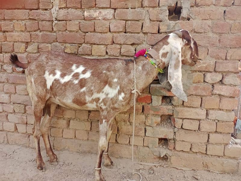 betal bakri 0