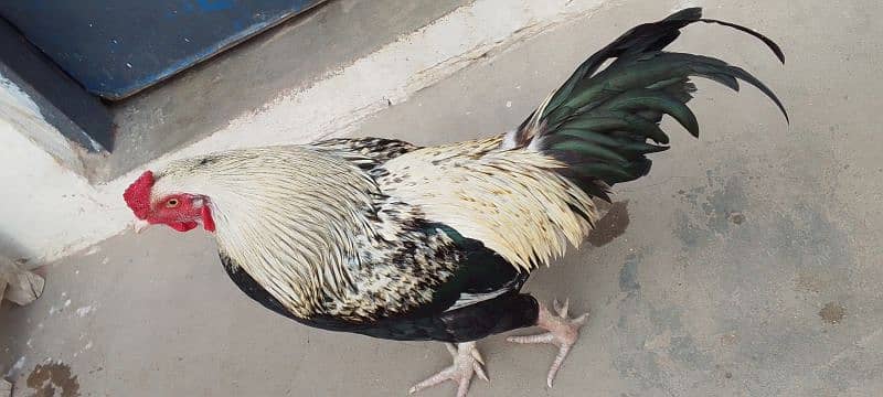 jawwa murgah for sale 4