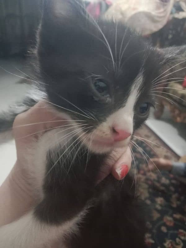 kitten for adoption 8