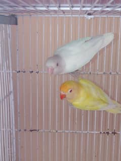 best breeder pair for sale crimino into albino red eye