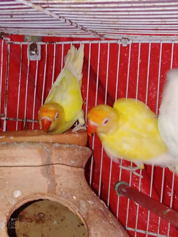 best breeder pair for sale crimino into albino red eye 1