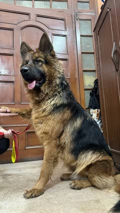 German shepherd female