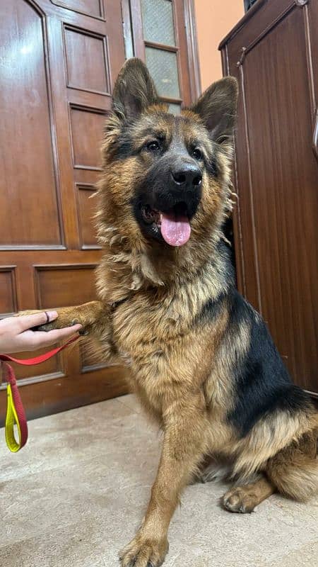 German shepherd female 3