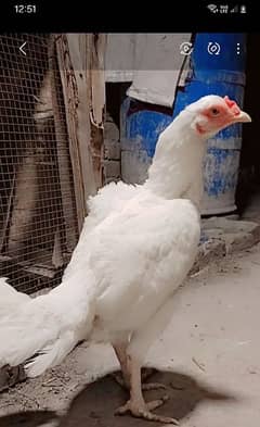 Heera aseel hens vait burmiy  burmiy and pakistani top quality aseels