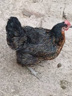 Desi hen laying egg available for sale