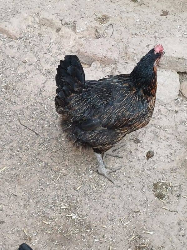 Desi hen laying egg available for sale 1