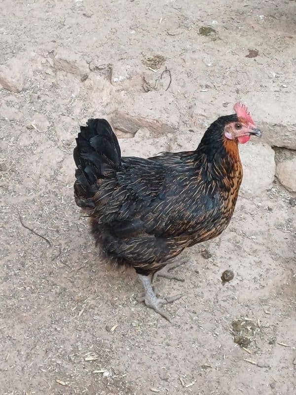 Desi hen laying egg available for sale 2