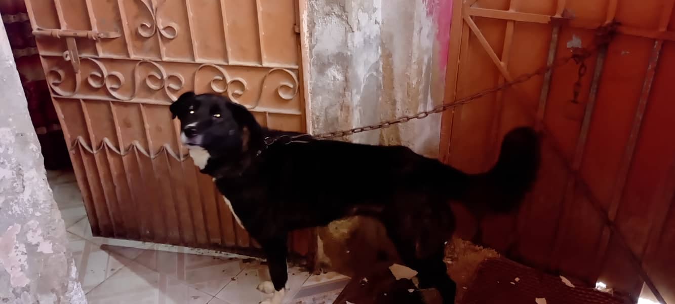 Turkish Kangal virgin female. 2