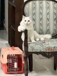 Male persian Cat