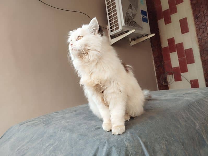 persian calico female cat available 1