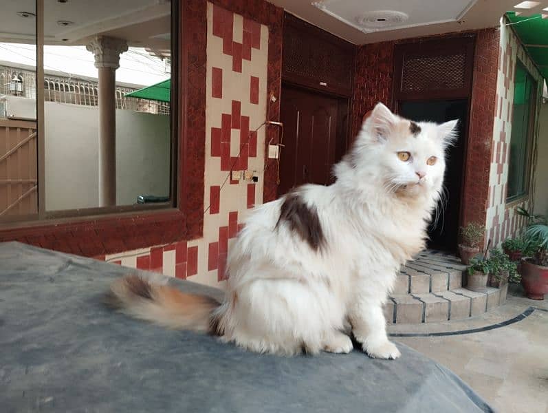 persian calico female cat available 2