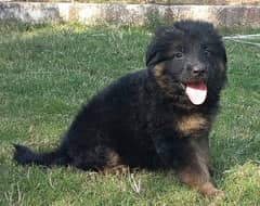 German Shepherd puppies urgent for sale