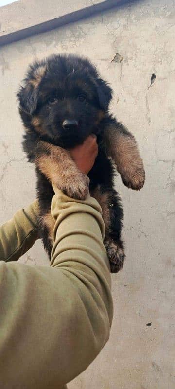 German Shepherd puppies urgent for sale 1