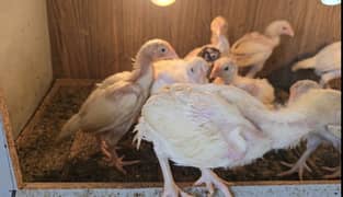 Quality heera chicks for sale 7000 Pair