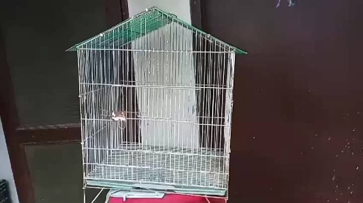 Breeder pair and cages 3