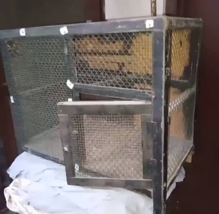 Breeder pair and cages 4