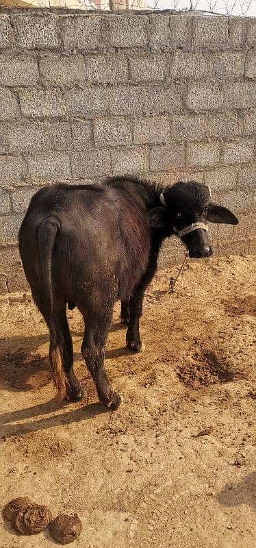 Male Buffalo (katta) 2