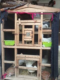 pigeon for sale with cage