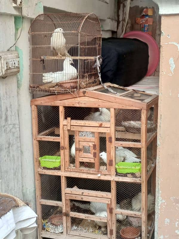 pigeon for sale with cage 1