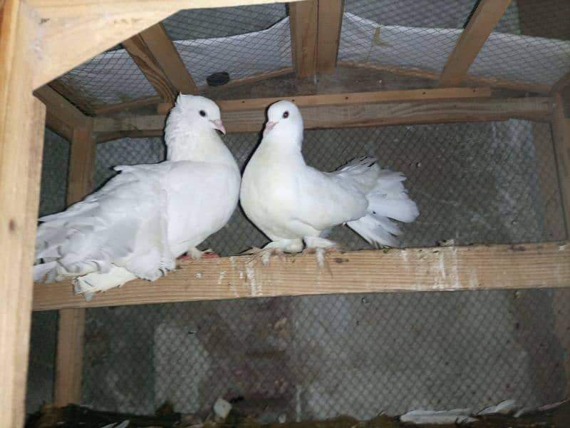 pigeon for sale with cage 3