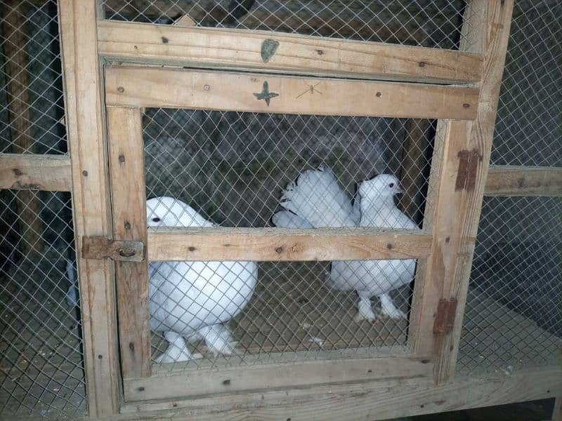 pigeon for sale with cage 4