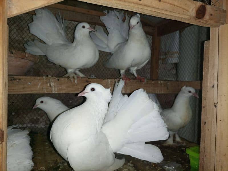 pigeon for sale with cage 8