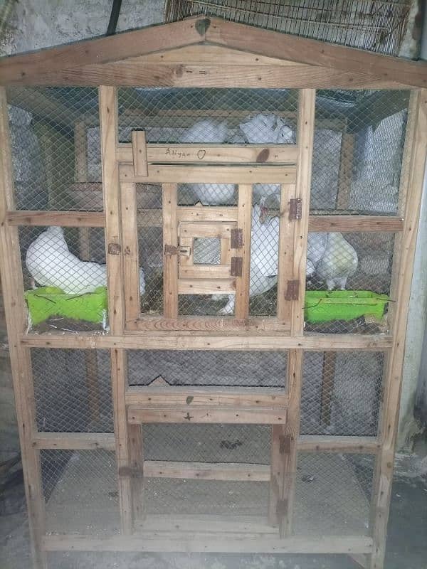 pigeon for sale with cage 9