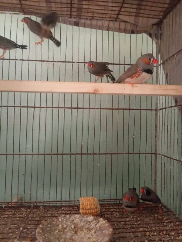 zebra finch nale 1