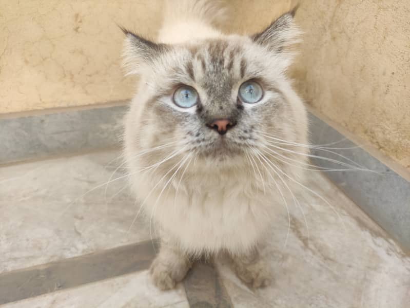 Himalian Adult Male Cat, Healthy n Active 0