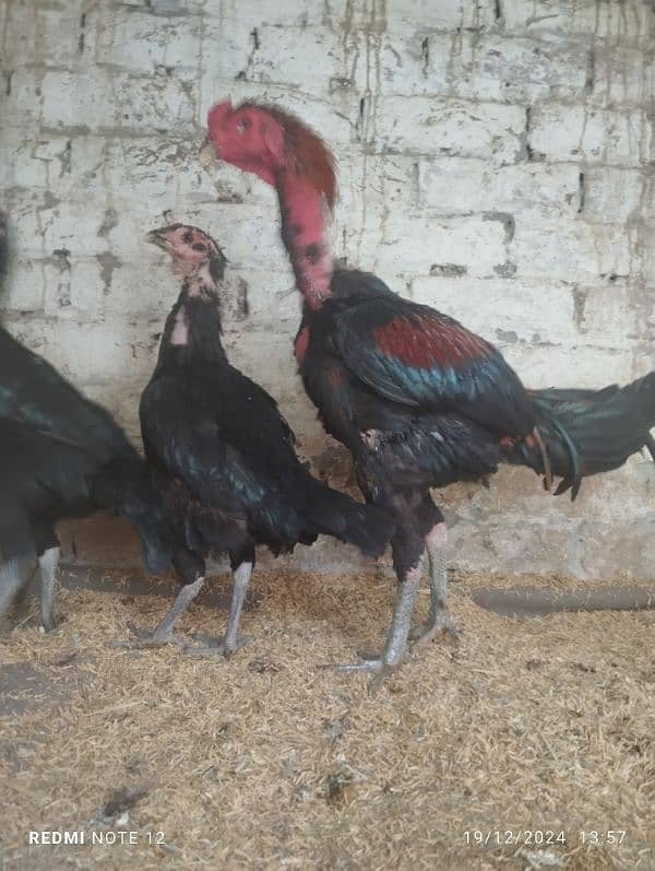 pure thai trad aseel chicks pair for sale 8