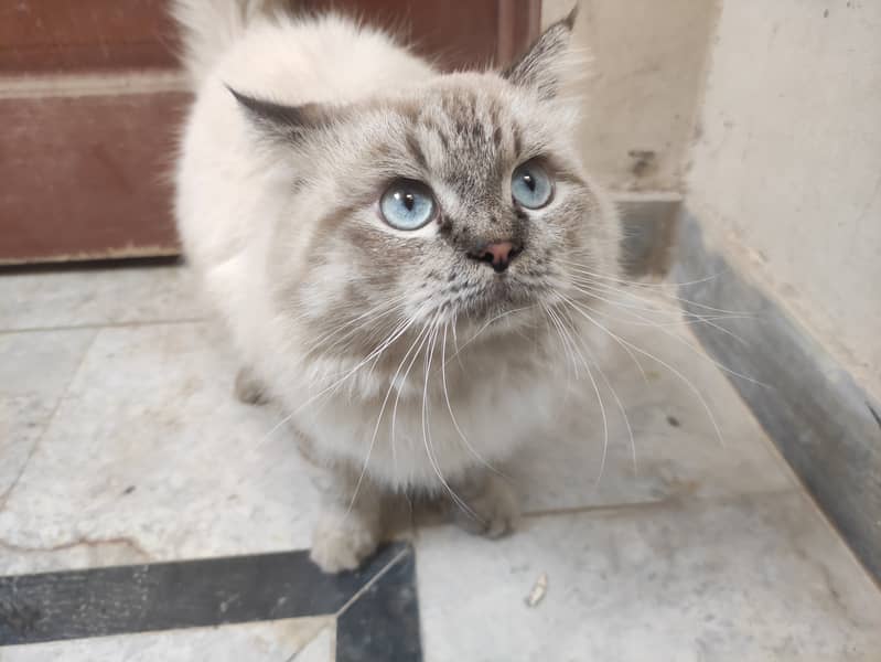 Himalian Adult Male Cat, Healthy n Active 4