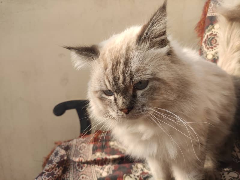 Himalian Adult Male Cat, Healthy n Active 6