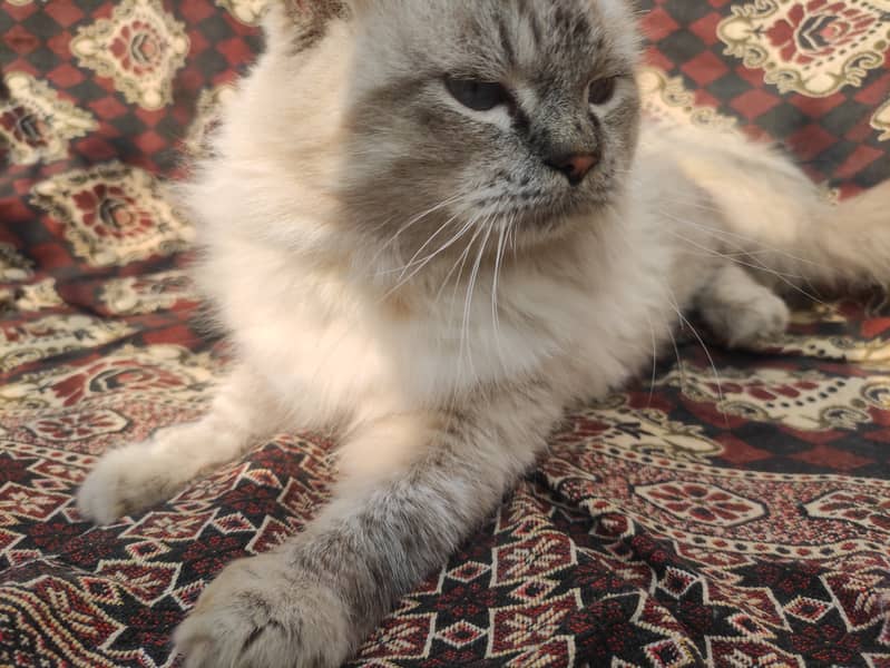 Himalian Adult Male Cat, Healthy n Active 7