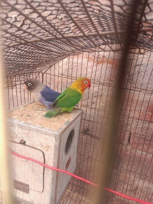 lovebirds ka pair ha whit cage ha 0