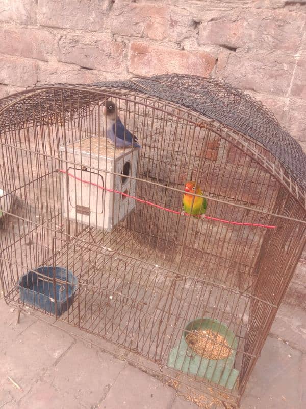 lovebirds ka pair ha whit cage ha 1