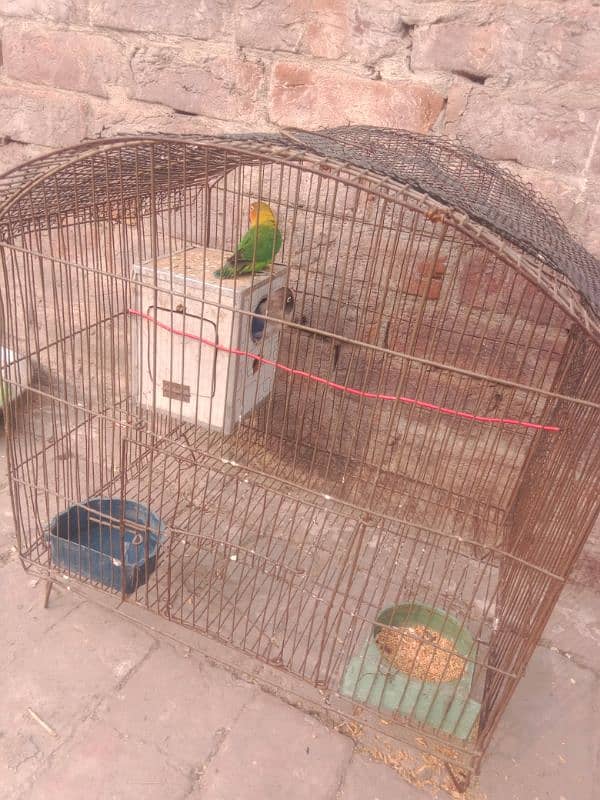 lovebirds ka pair ha whit cage ha 2