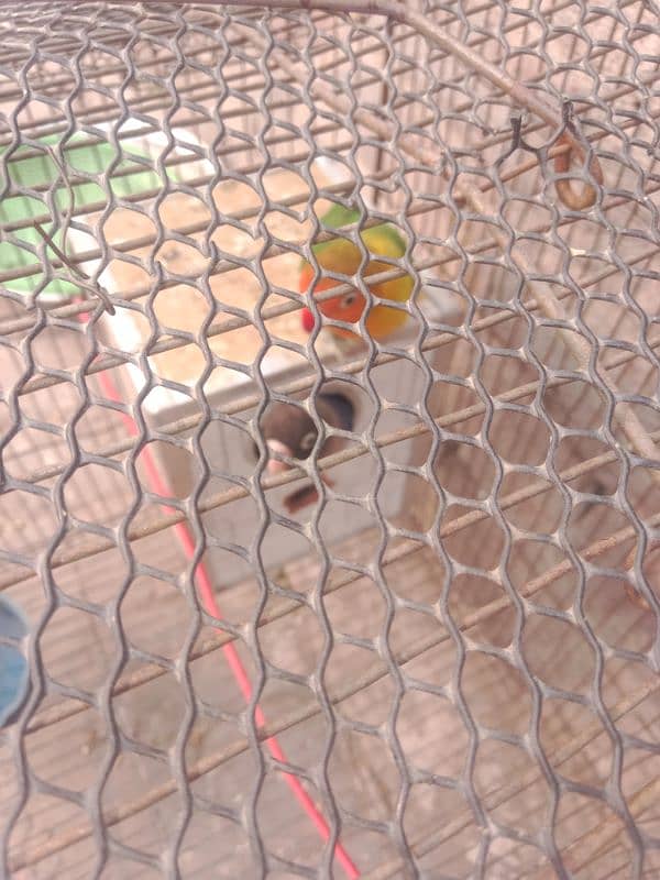 lovebirds ka pair ha whit cage ha 3